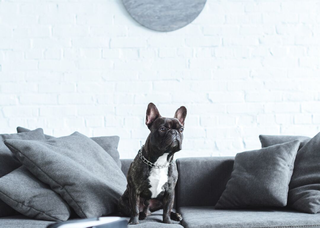 Most popular house-friendly dogs